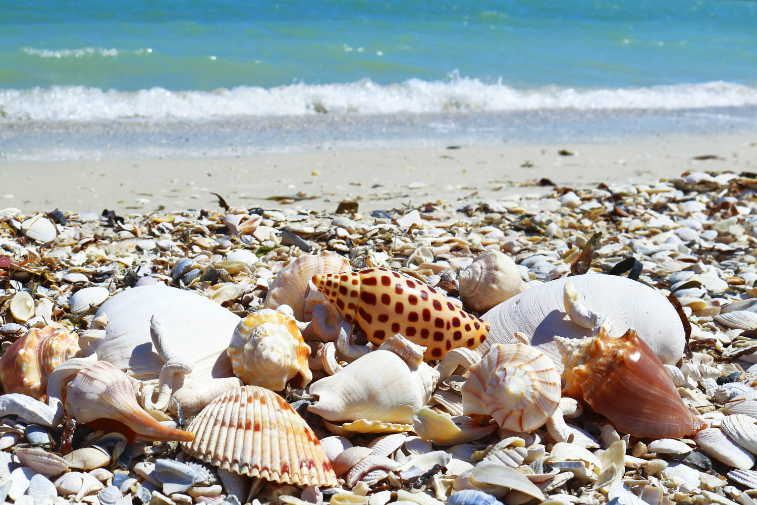 Thing To Do Captiva Island